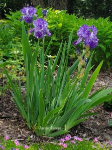 Purple Flowers